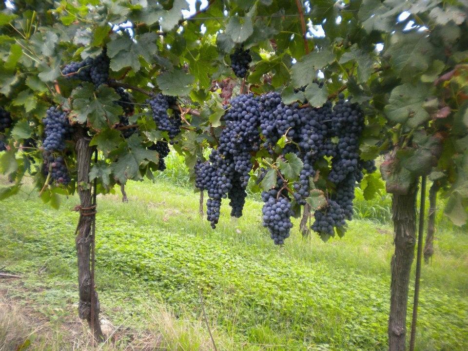 Agriturismo Mazzeracca Villa Bassano del Grappa Esterno foto