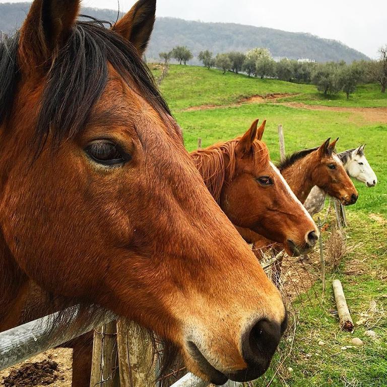 Agriturismo Mazzeracca Bassano del Grappa Esterno foto